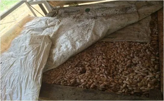fermentation protocol